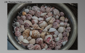 Macro Shells Feb 2024-05.jpg